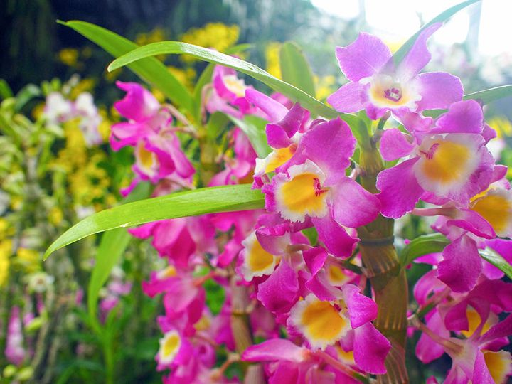 ピンク・ビューティー ‘クィーン’ Dendrobium Pink Beauty ‘Queen’