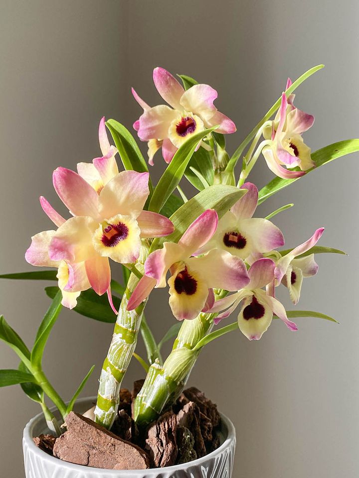 オリエンタル・スマイル ‘バタフライ’ Dendrobium Oriental Smile 