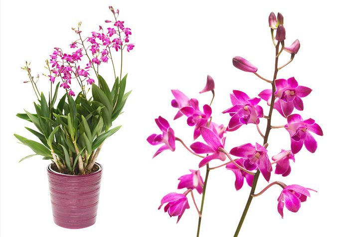 キンギアナム系