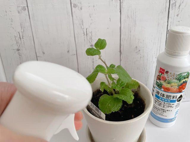 ダイソー 液体肥料 全植物用 原液 植物に与えているところ