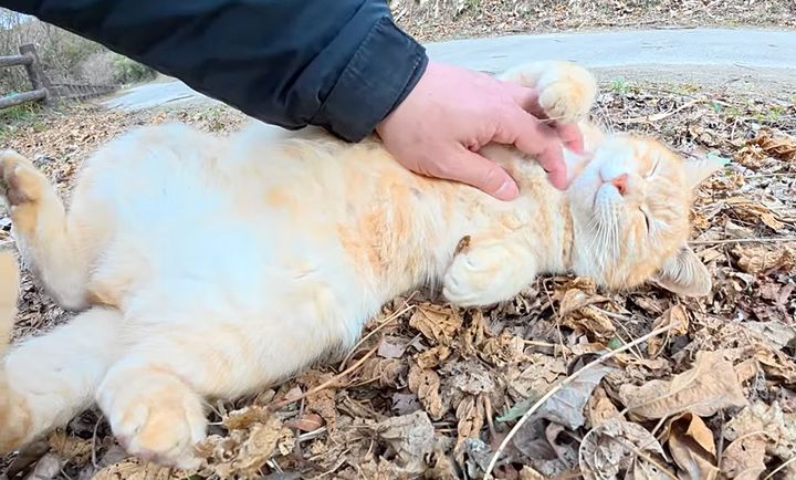お腹丸出しで甘える猫