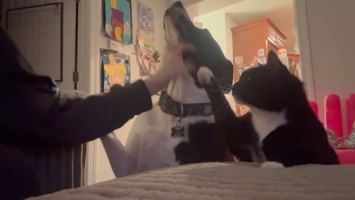 飼い主の愛を争う猫と犬、あっちをなでりゃこっちをなでろと