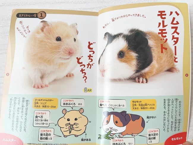 ミニ図鑑「世界一まぎらわしい動物図鑑 クイズブック」