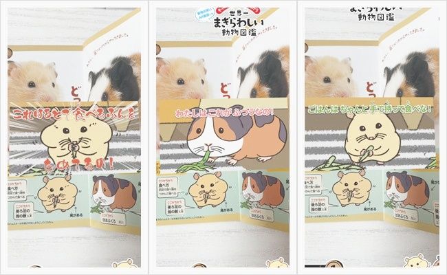 ミニ図鑑「世界一まぎらわしい動物図鑑 クイズブック」