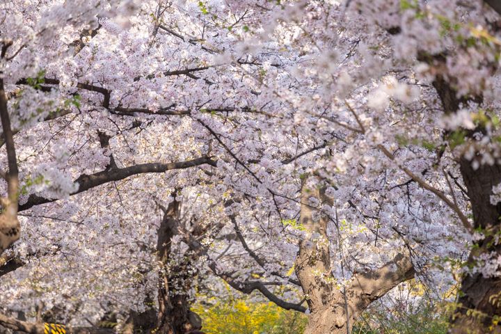 ソウル最大の桜並木を誇る汝矣島（ヨイド）では毎年、桜のシーズンに花まつりが行われる。Photo_ Getty Images