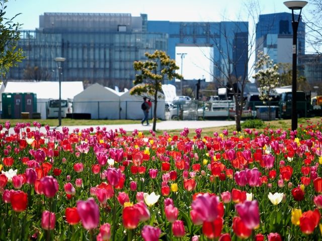 シンボルプロムナード公園 チューリップ