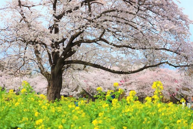 国営昭和記念公園の菜の花と桜 春の景色