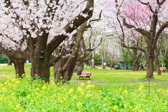 国営昭和記念公園の菜の花と桜とベンチ 春の景色