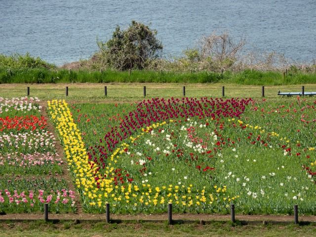 足立区都市農業公園 チューリップの巨大アート