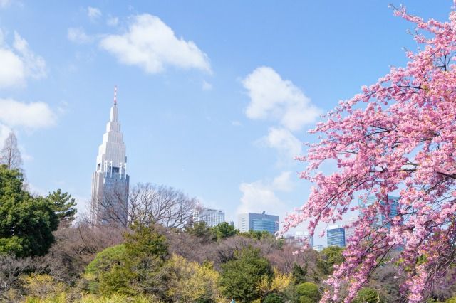 東京の春 新宿御苑の桜と青空