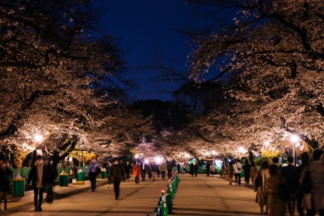 【東京都】上野公園の桜 夜間のライトアップ 