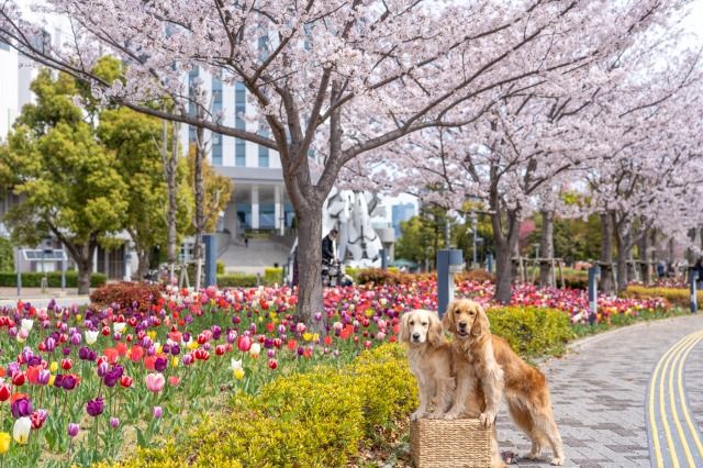 臨海副都心チューリップフェスティバル ゴールデンレトニエルとチューリップ