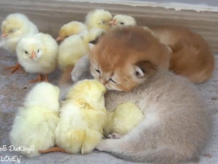 画面中がもふもふ…！