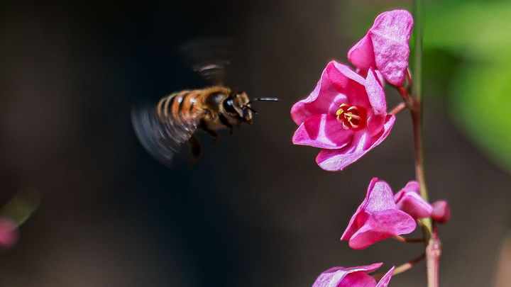 試合中に蜂の大群が襲来！観客が大爆笑のなか、選手や審判が刺される