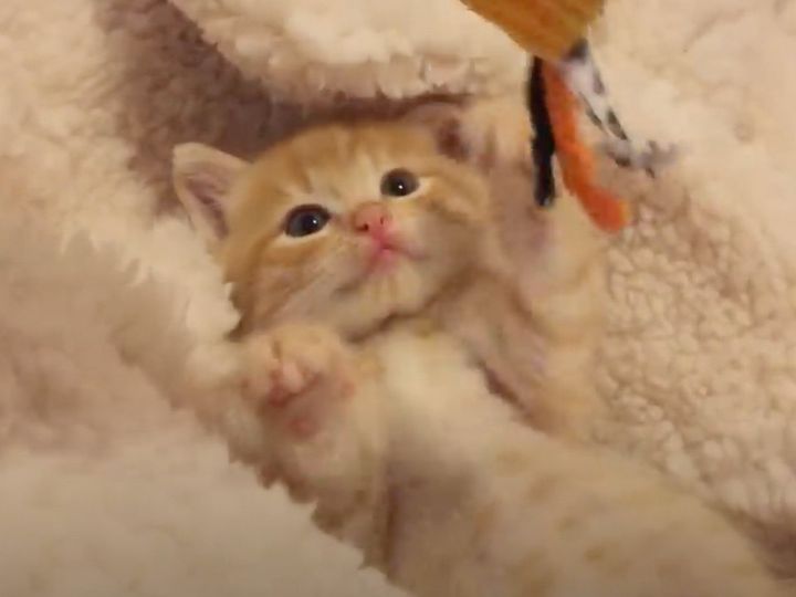 なんというかわいさ…！