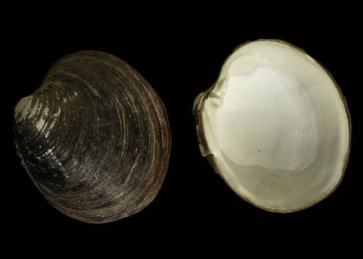 アイスランドガイ