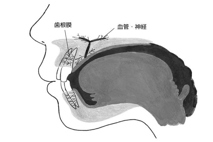 赤ちゃん時期から口の動きを意識した「口唇マッサージ」。「噛む力」をお口の体操で鍛えよう！の画像1