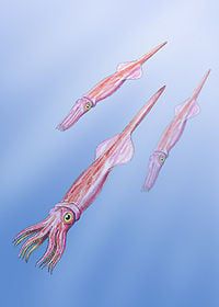 べレムナイトの復元イメージ