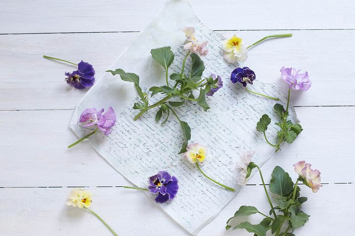 パンジー＆ビオラ