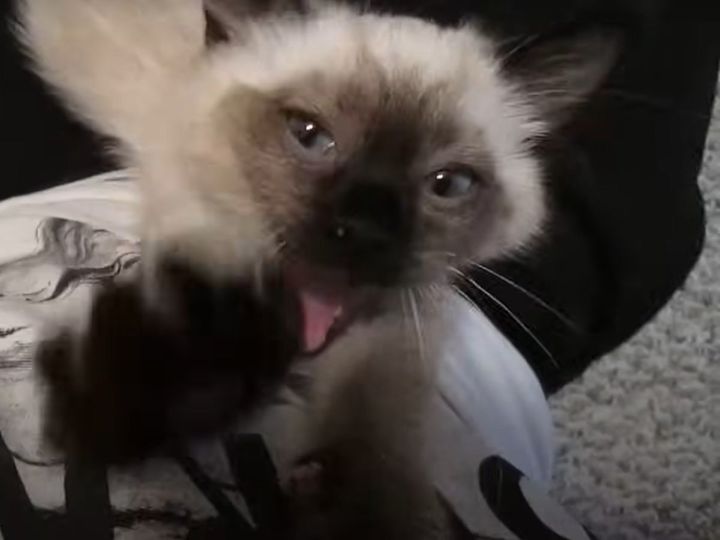 かわいい子猫からモーター音が…？