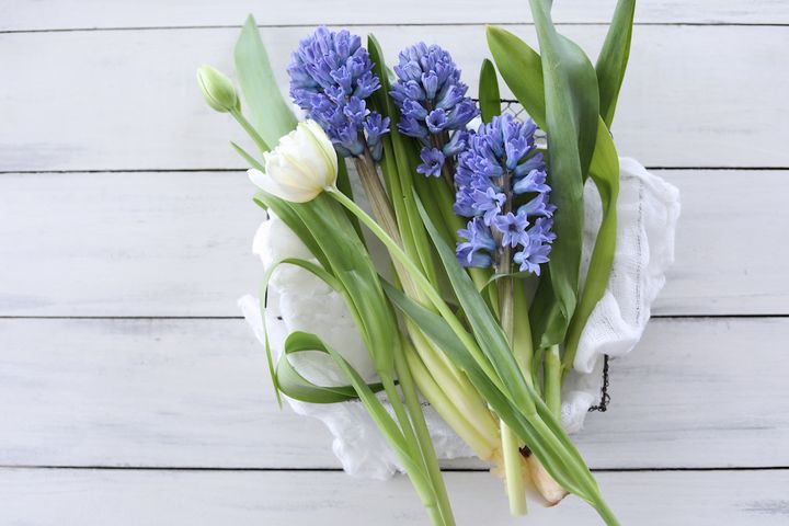 ブルーのヒヤシンス