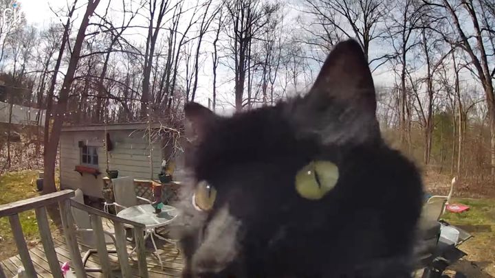 ロケットが空から帰って来て、チョンと発射台に乗る時代ですから、これくらい朝飯前でしょう。 呼び鈴を鼻で押して、ごはんの催促をする黒猫の事例が観測されたとのことで、皆さまにもご紹介申し上げます。 