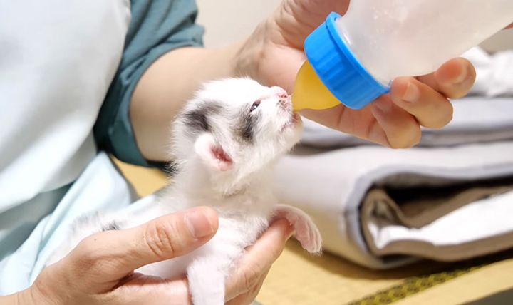 ミルクを飲む子猫