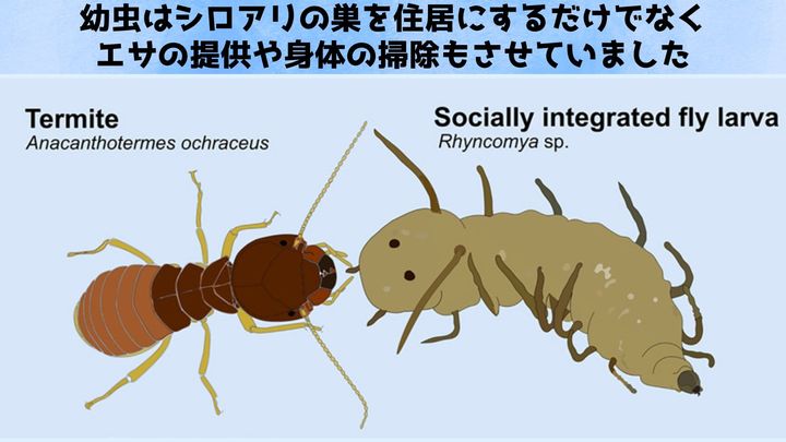 妙に可愛い……シロアリを騙すために「お尻に顔」を持つ幼虫