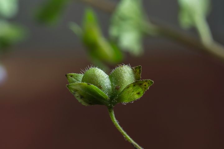 オオイヌノフグリ