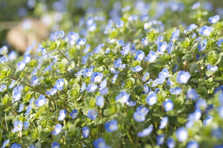 オオイヌノフグリ