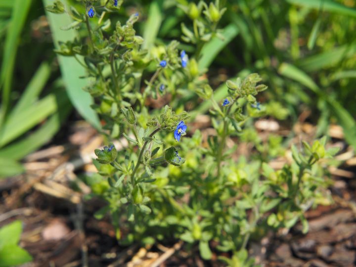 タチイヌノフグリ