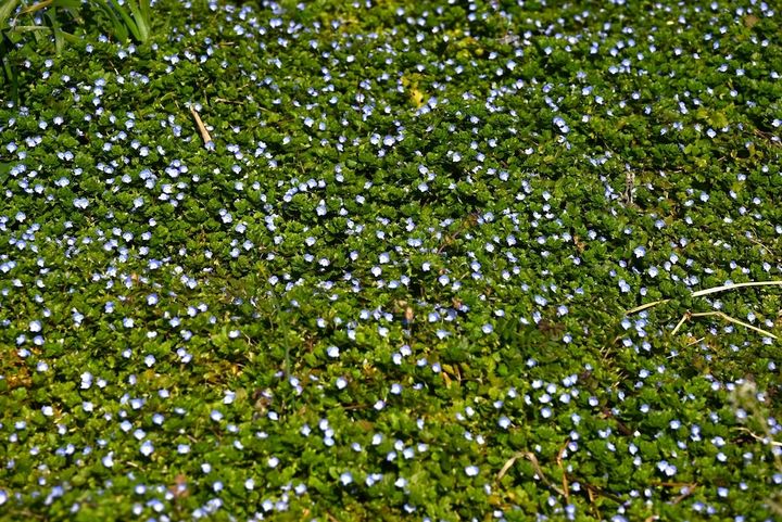 オオイヌノフグリ