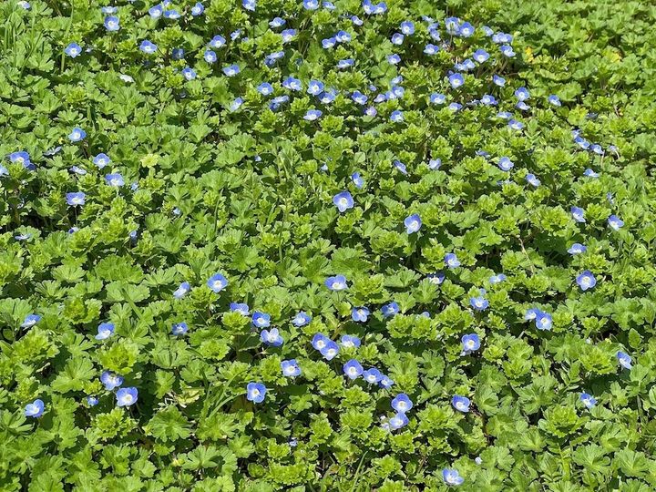 オオイヌノフグリ