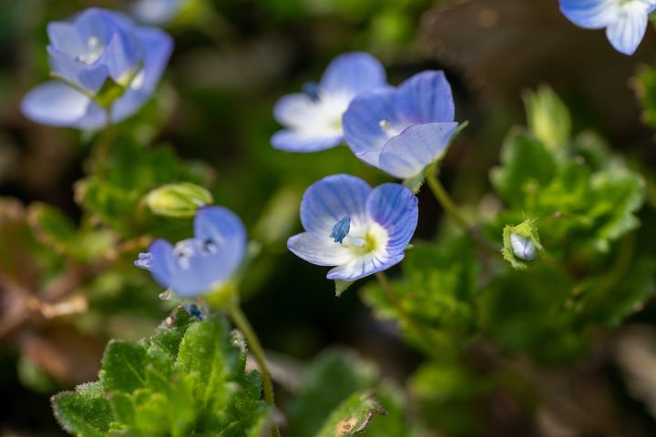 オオイヌノフグリ