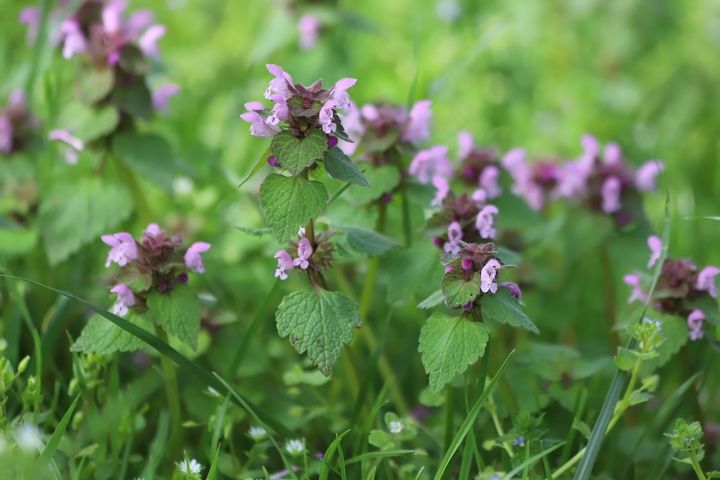 ヒメオドリコソウ