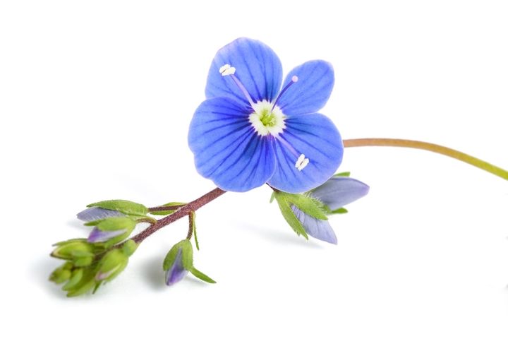 オオイヌノフグリ