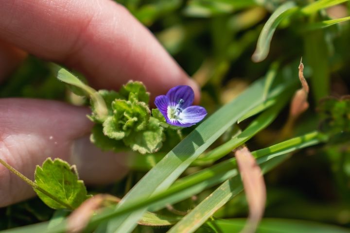 オオイヌノフグリ