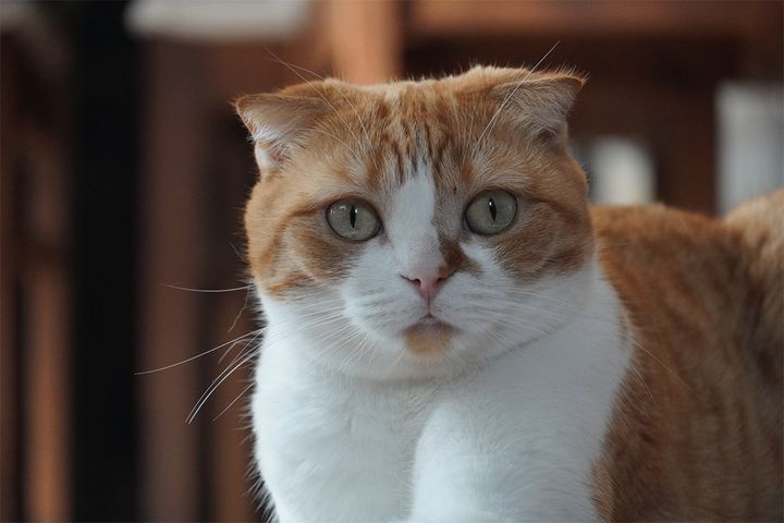 2月22日「猫の日」