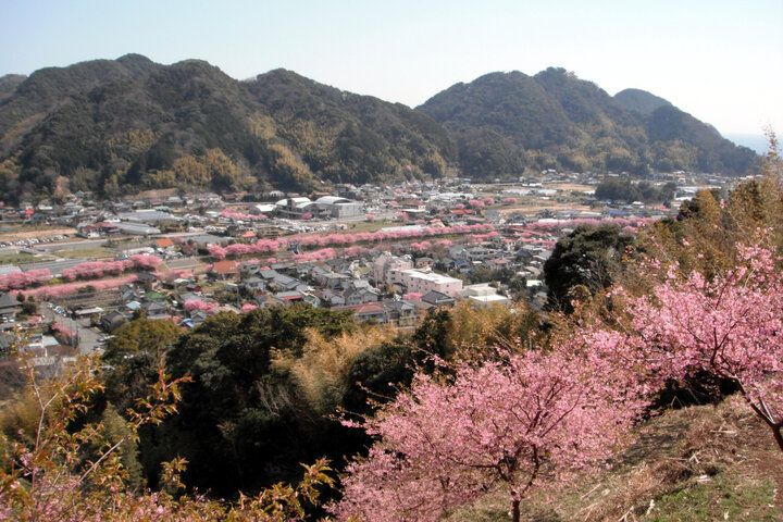 ひと足早く春をお届け♪ 伊豆でピンク色の魔法に包まれる「河津桜まつり2025」レポ