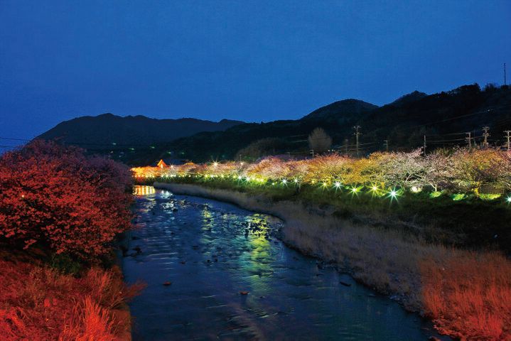 ひと足早く春をお届け♪ 伊豆でピンク色の魔法に包まれる「河津桜まつり2025」レポ