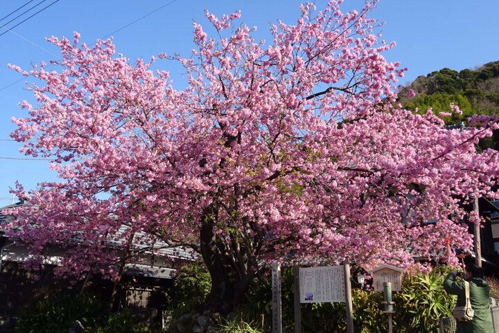 ひと足早く春をお届け♪ 伊豆でピンク色の魔法に包まれる「河津桜まつり2025」レポ