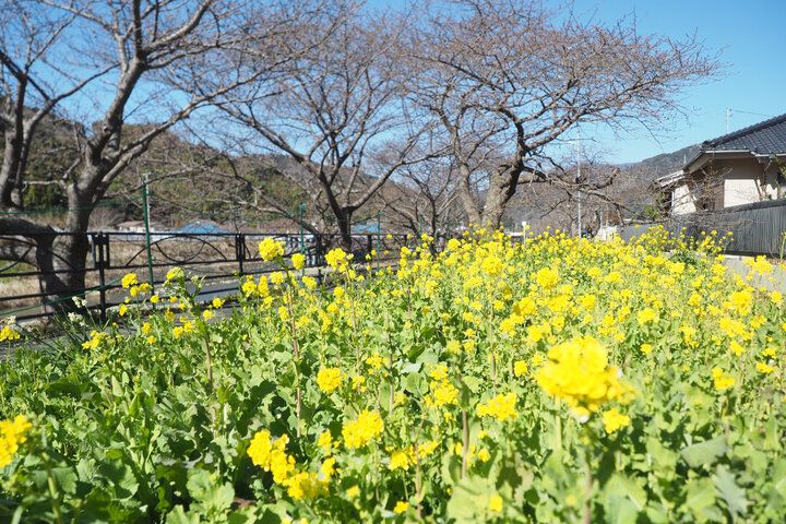 ひと足早く春をお届け♪ 伊豆でピンク色の魔法に包まれる「河津桜まつり2025」レポ