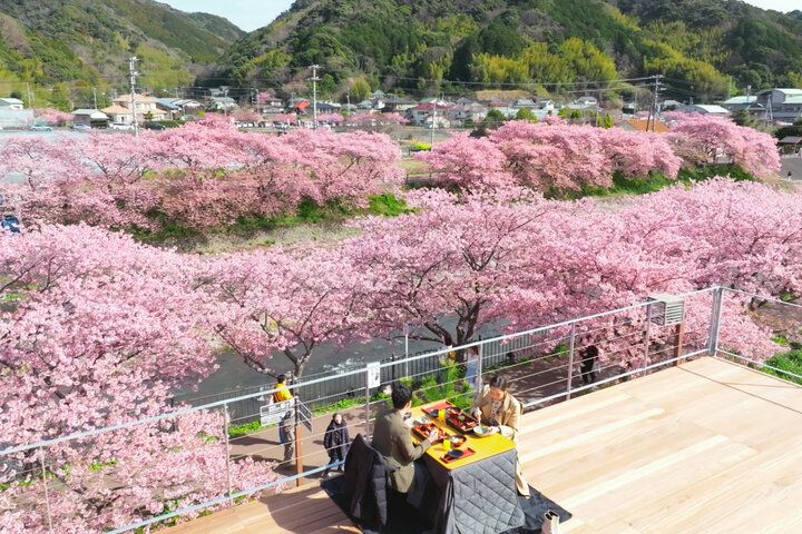 ひと足早く春をお届け♪ 伊豆でピンク色の魔法に包まれる「河津桜まつり2025」レポ