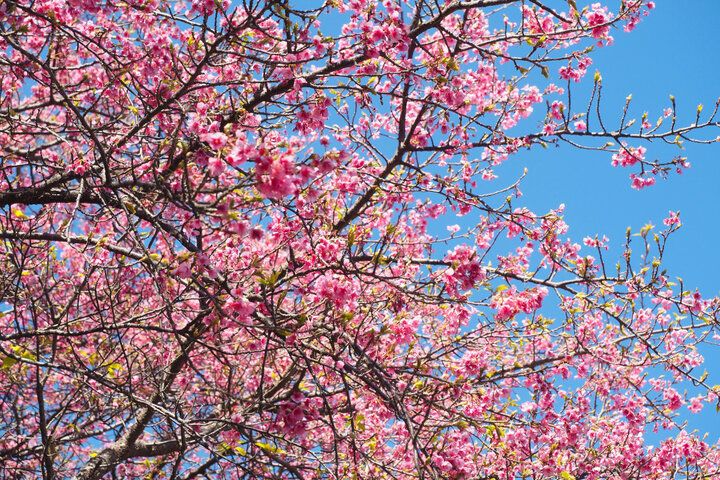 ひと足早く春をお届け♪ 伊豆でピンク色の魔法に包まれる「河津桜まつり2025」レポ