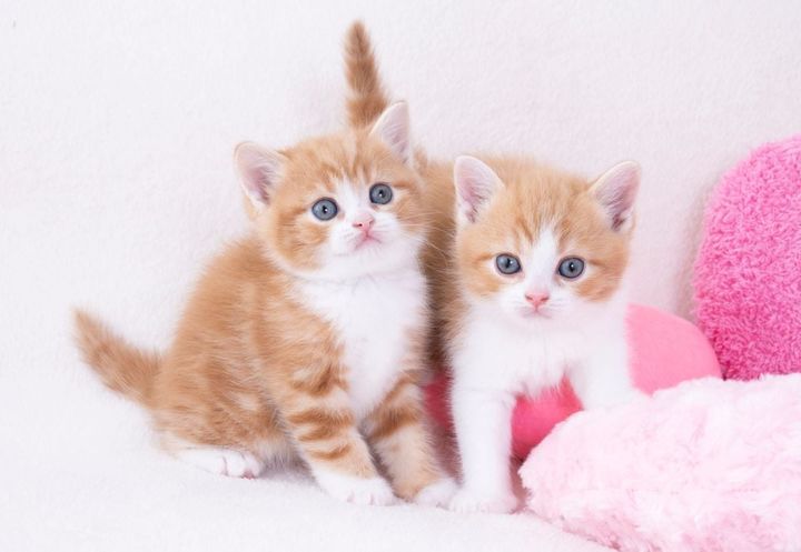 「猫種」人気1位は？