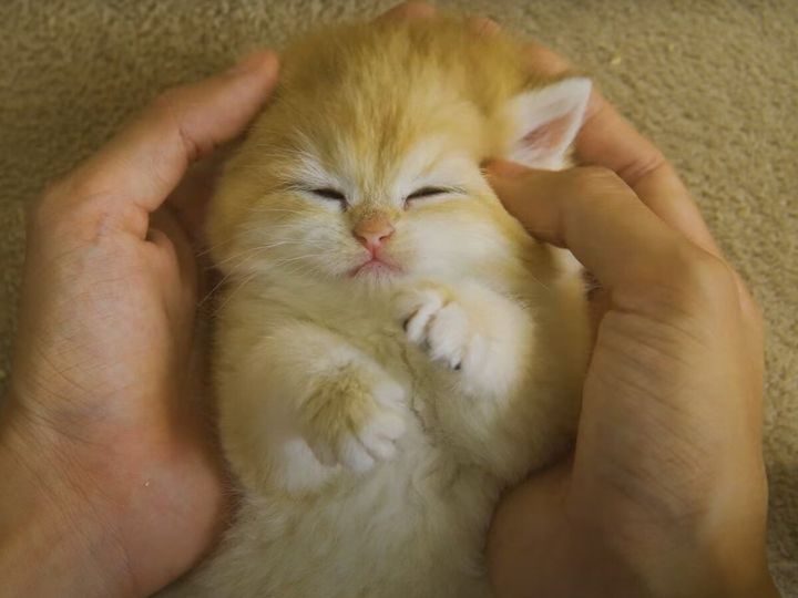 おめめがとろ〜ん…