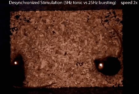 非同期になると2匹は互いに対する興味を失う