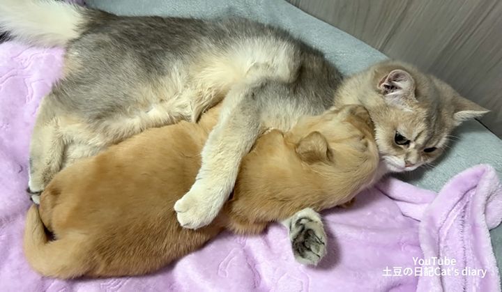 子犬を抱きしめる猫