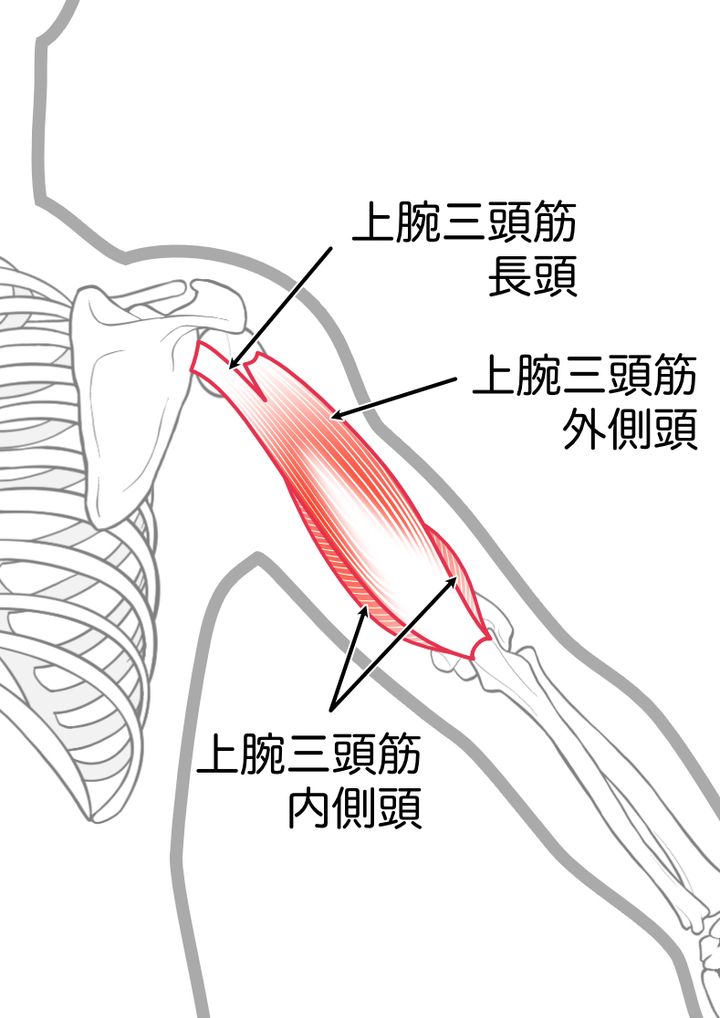 上腕三頭筋