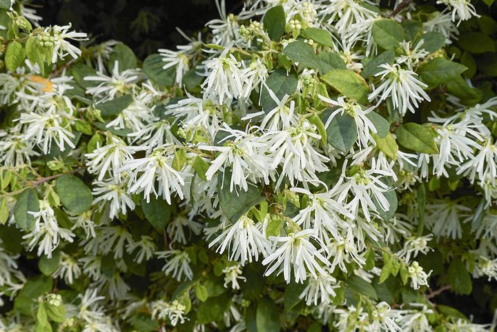 白花のトキワマンサク